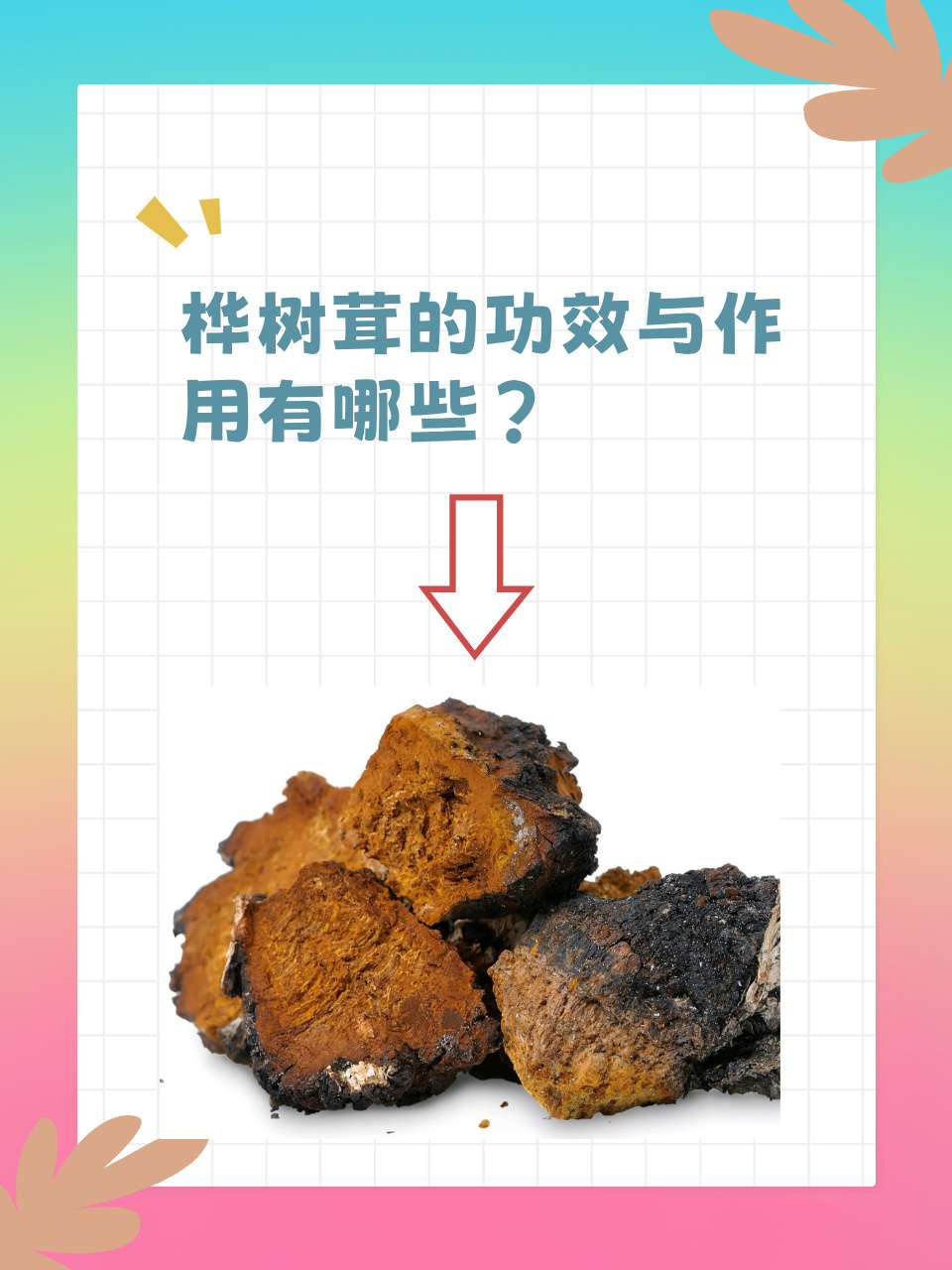 桦树茸图片食用方法图片