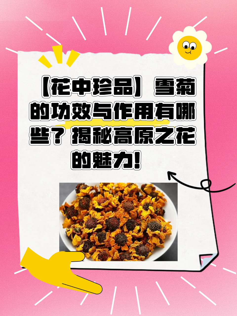 雪菊的功效与作用有哪些?揭秘高原之花的魅力!