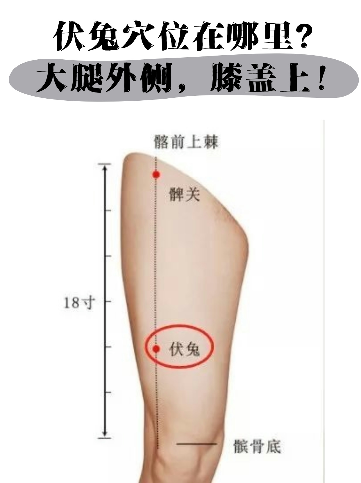 怎么找伏兔的位置与作用和功效伏兔的准确位置图片伏兔定位伏兔穴图片