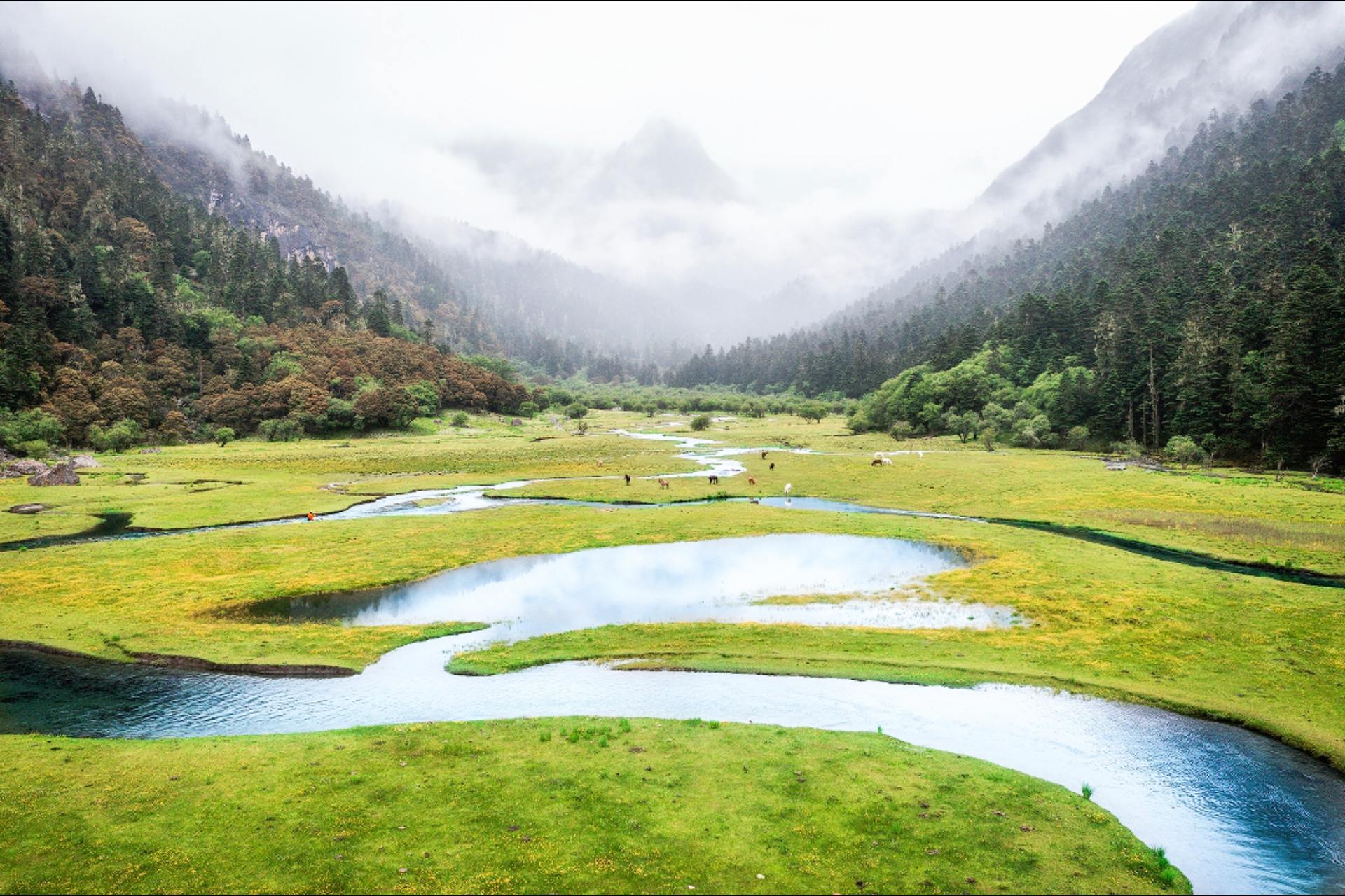 藏寨碉楼像巧克力糖一样错落排列在山腰,牦牛群在金色麦田里悠哉踱步
