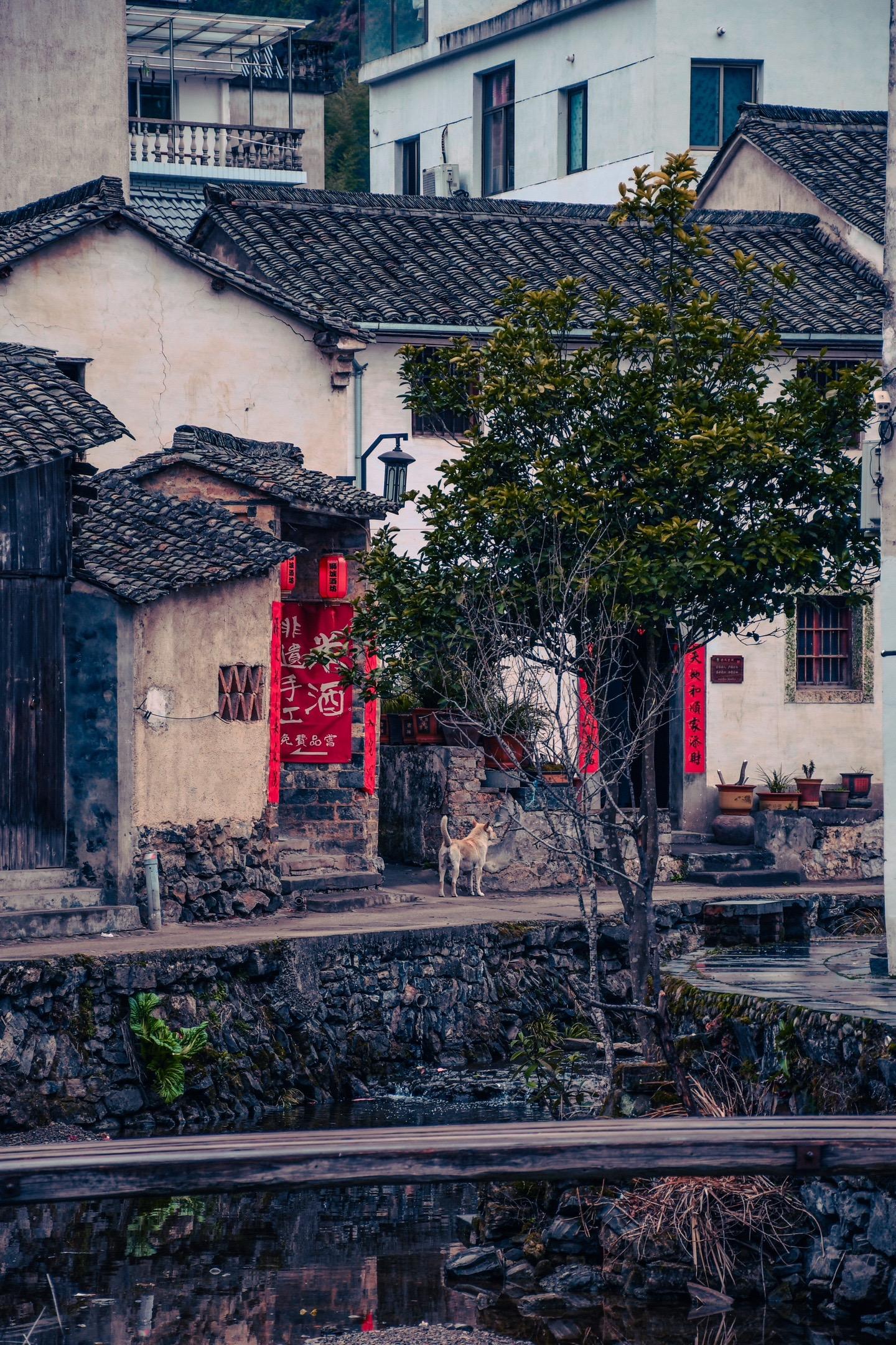 700年历史的芹川古村,青石板路串起明清老宅,祠堂飞檐挂着燕子窝,连村