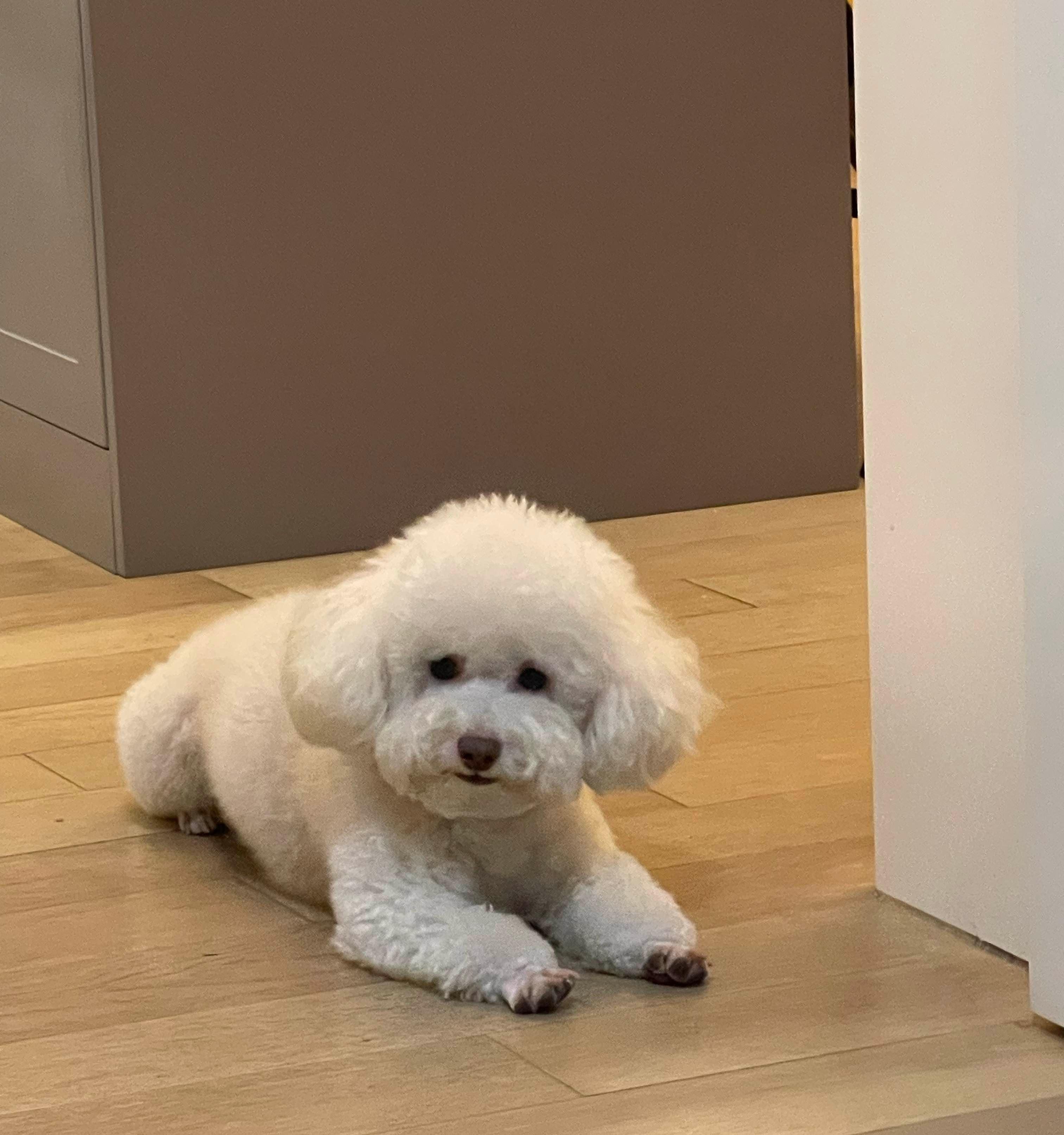 小狗一发起狠劲小猫还真回击竟然打得小狗哇哇叫