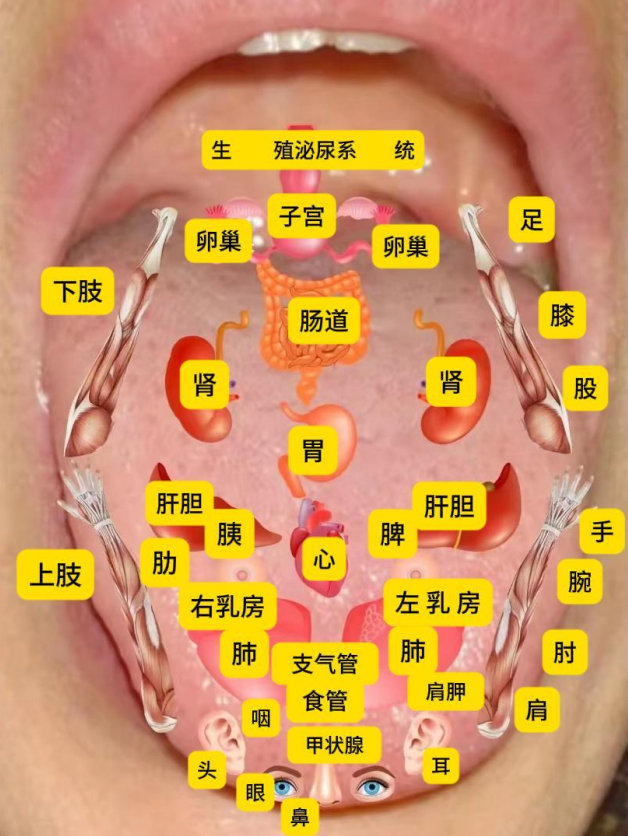 肝胆脾胃的分布图图片