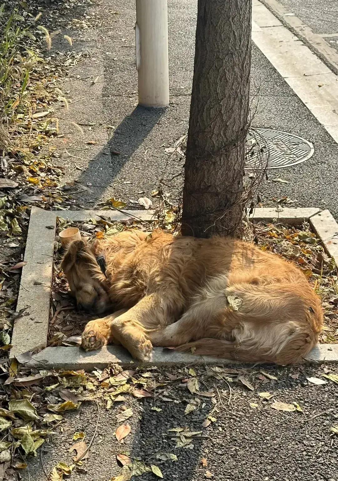 中午出门吃饭,在小区门口看到一只金毛就这样躺在树下