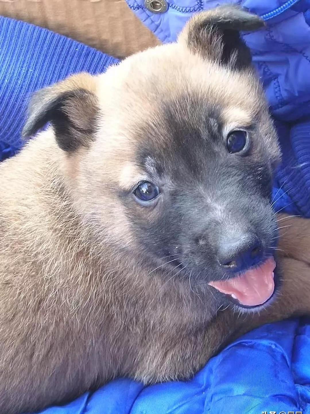 也是一只非常聪明的狗,就是有一次我出去玩,它每天早上都会爬到二楼