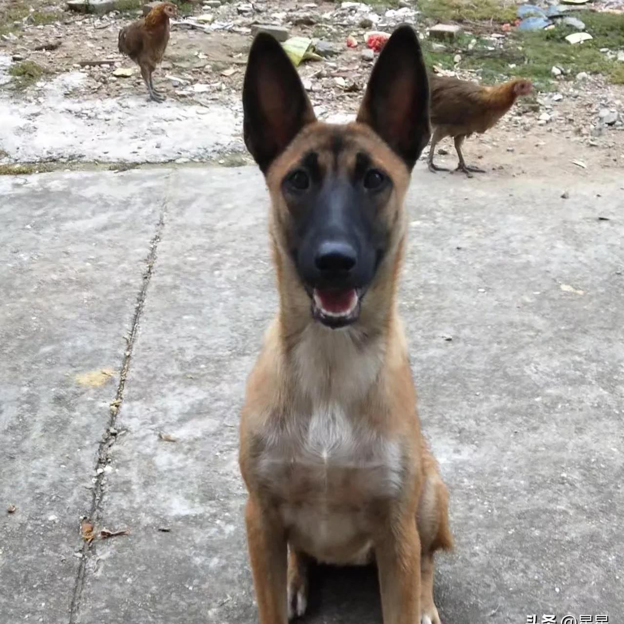 也是一只非常聪明的狗,就是有一次我出去玩,它每天早上都会爬到二楼