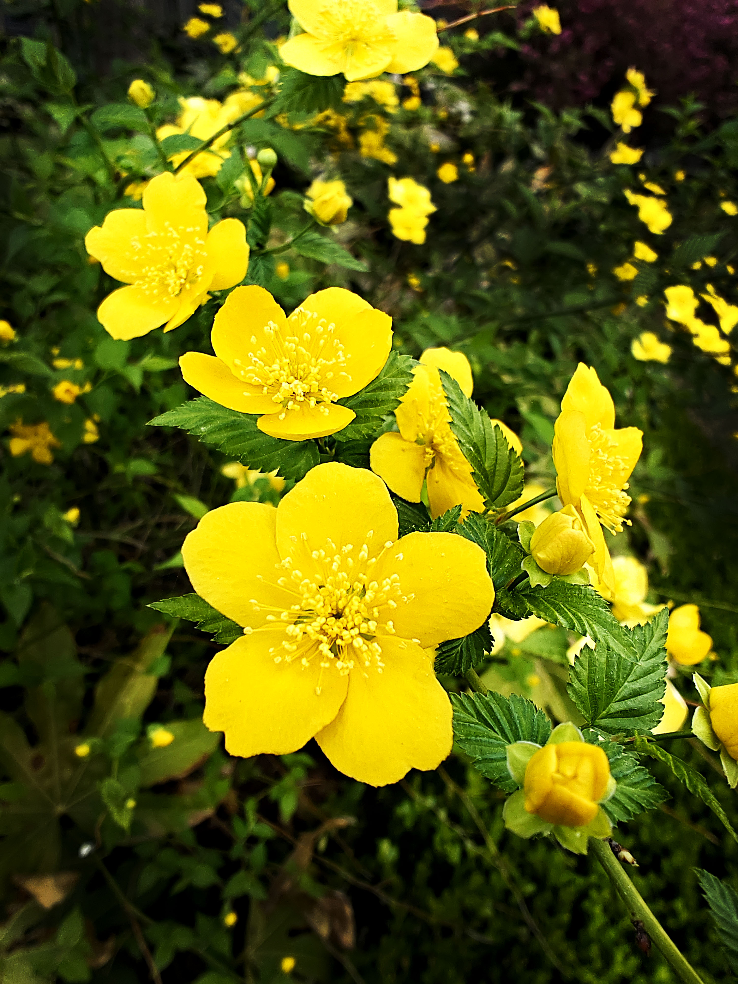小区里的单瓣棣棠花 #本地推荐##摄影爱好者联盟##身边的植物#  手机