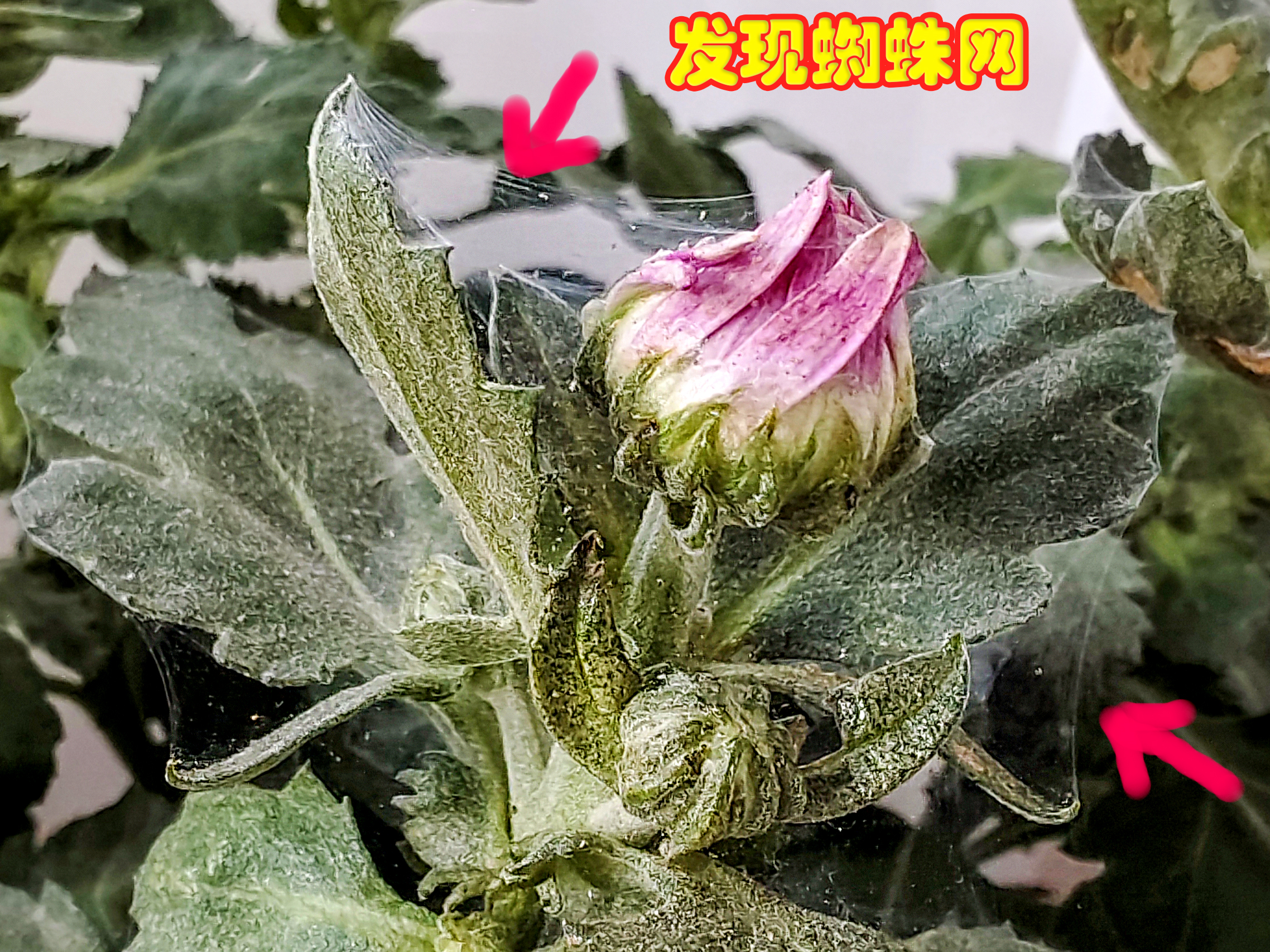 前段时间我的花生虫,结了蜘蛛网,幸好发现的早