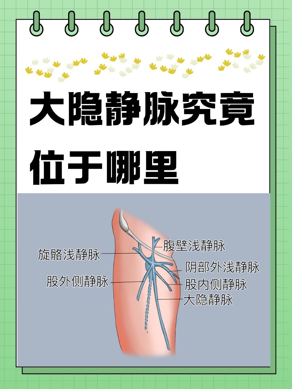 下肢静脉瓣图片