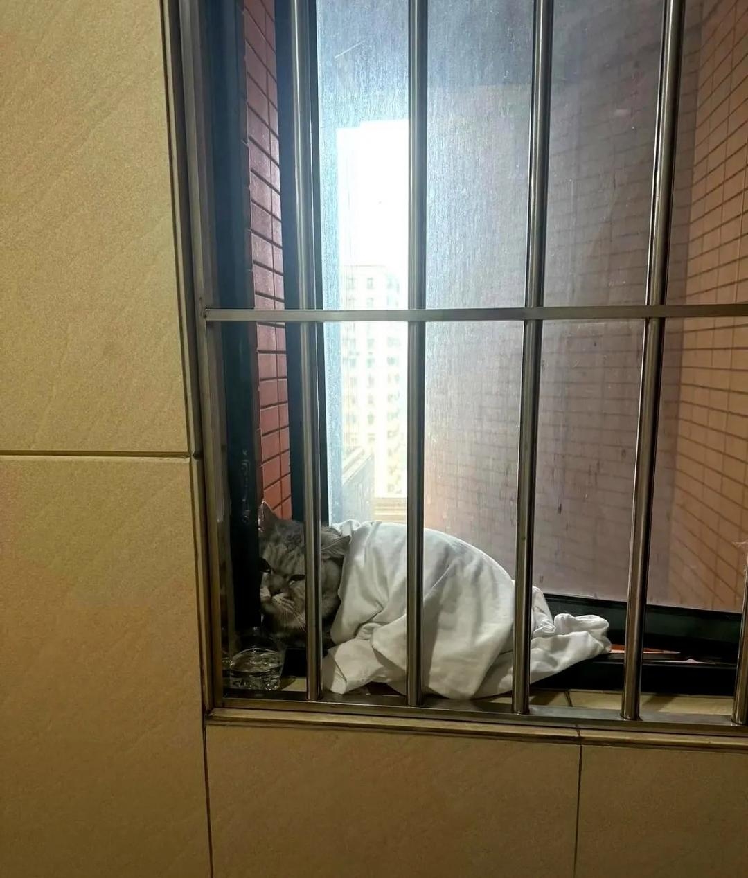 我一推门好家伙隔壁住户拎着银渐层后颈往地上摔