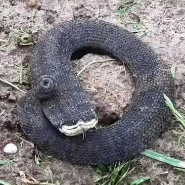 在湖边发现一不明生物,嘴巴扁平全身黑鳞,状似蛇又非蛇,有人知道这