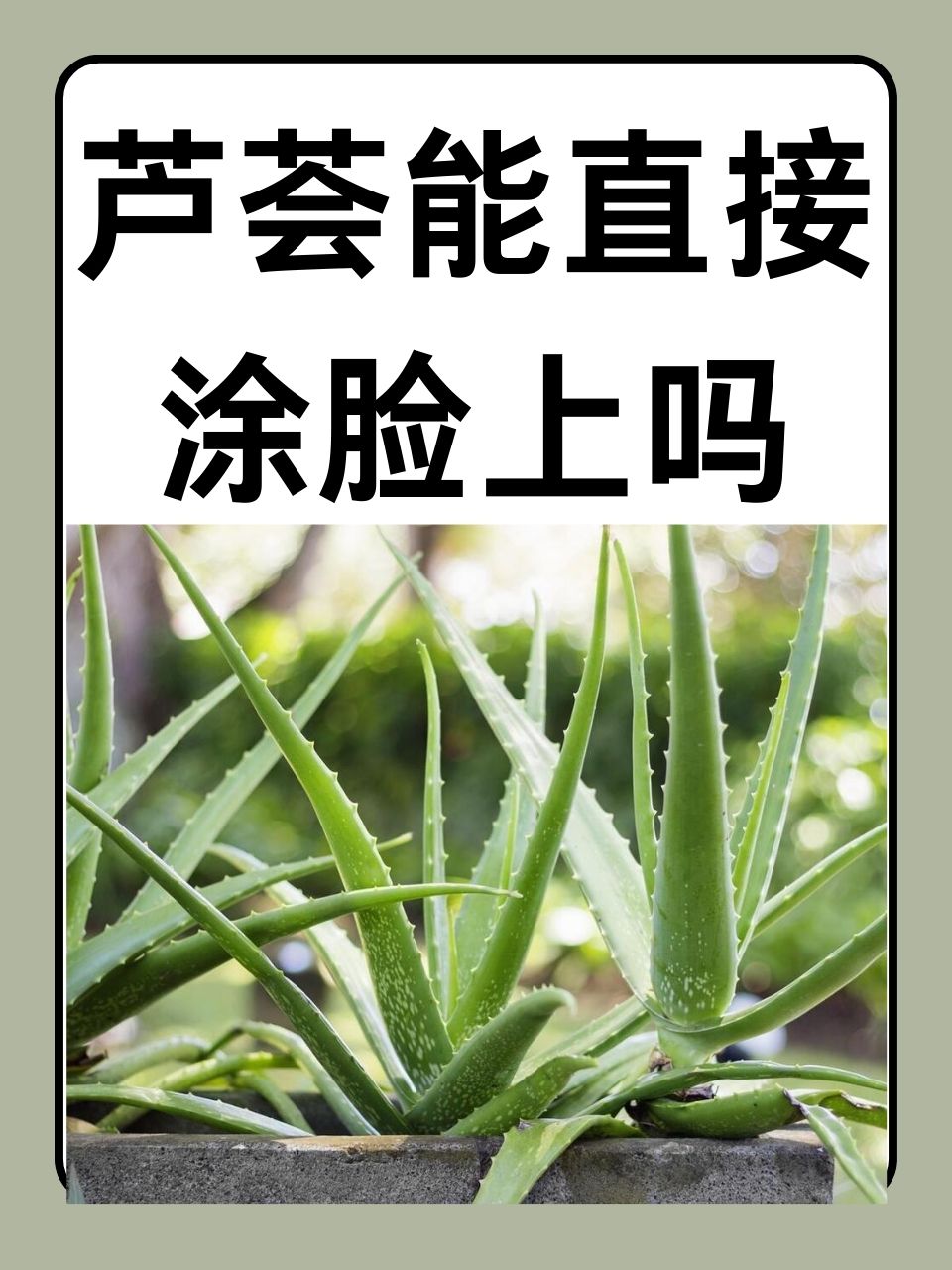 新鲜芦荟涂脸正确方法图片