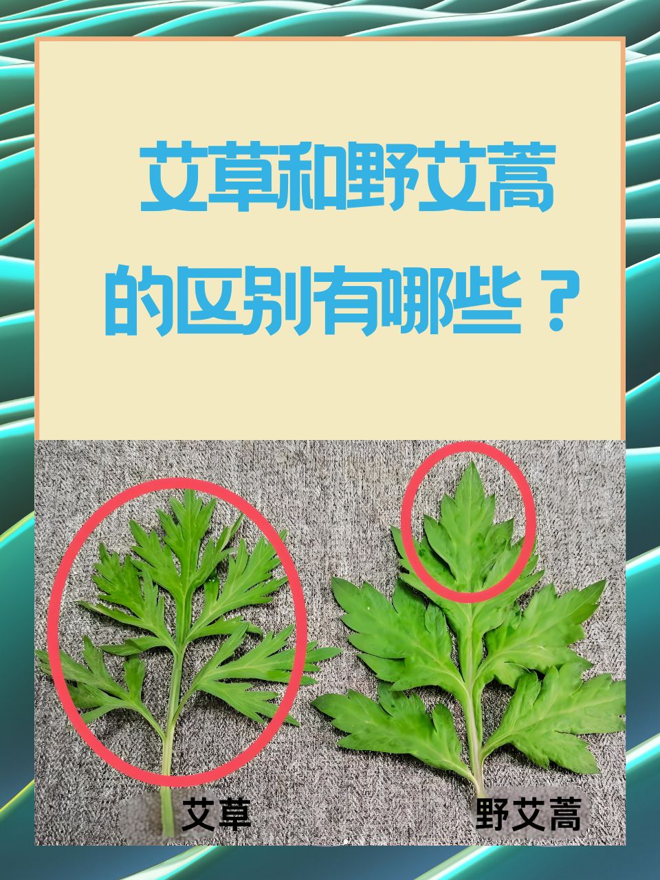 野艾蒿和艾草怎样分别图片