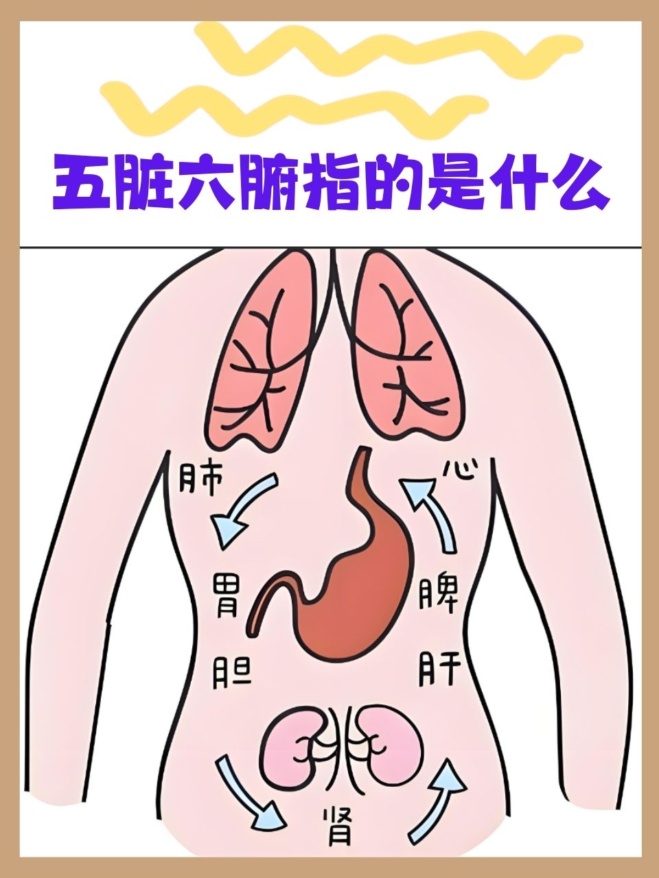 脾,肺,晌逶嗔逶嗳颂宓奈逶嗔奈恢梦逶嗤嘉逶嗔既颂器官