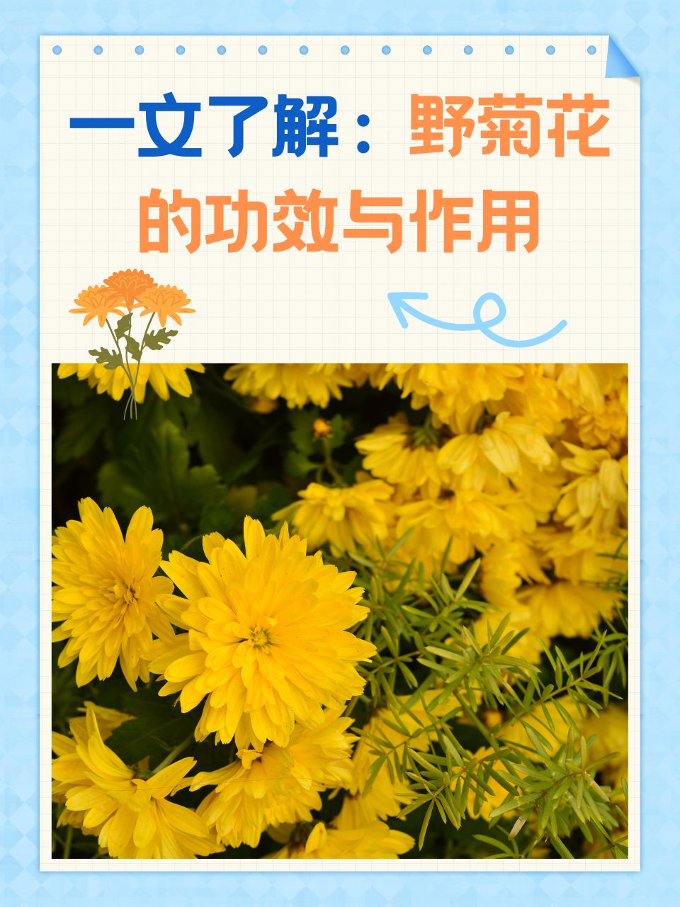 一文了解:野菊花的功效与作用