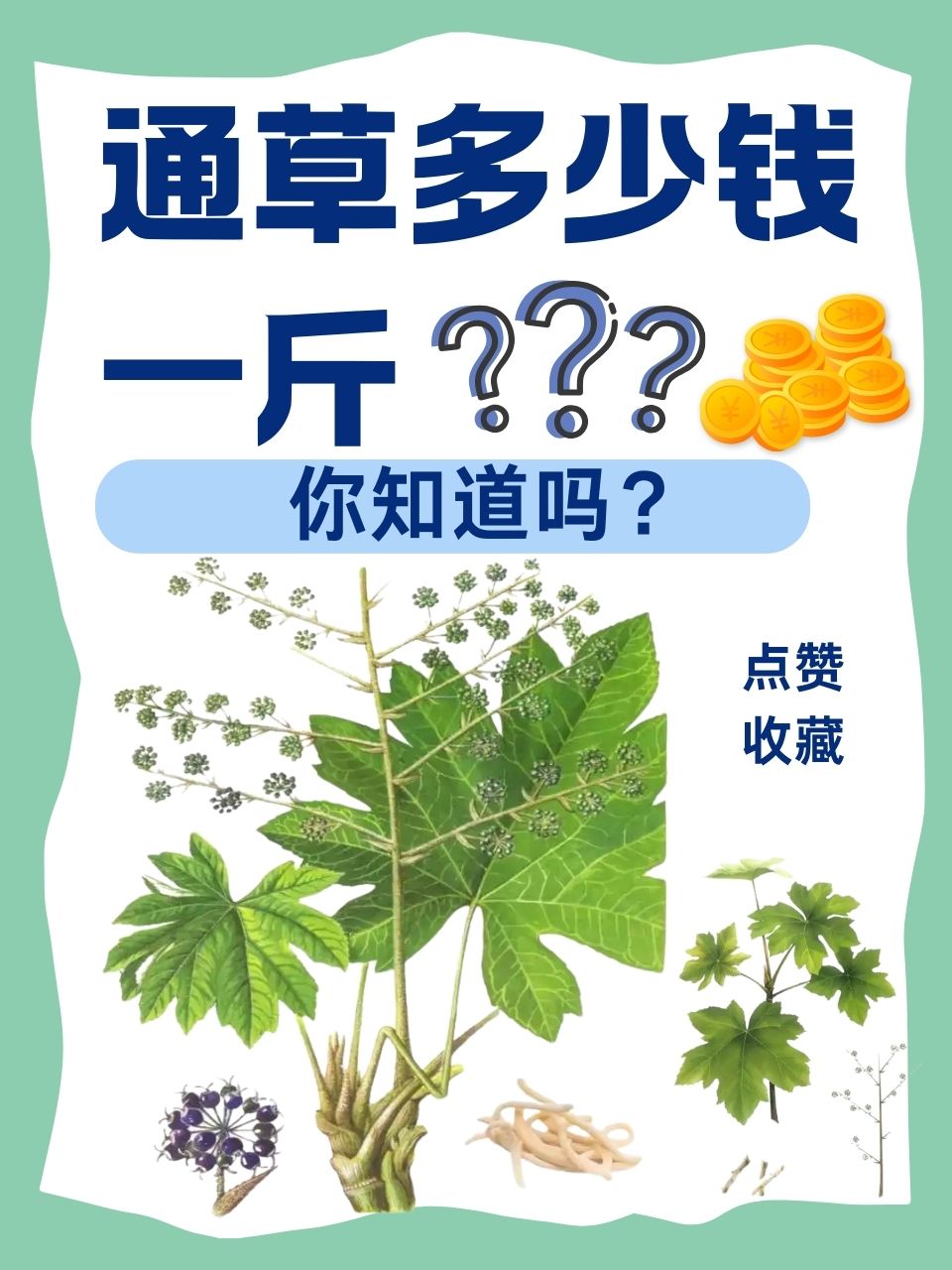 那么,通草到底多少钱一斤呢?我们深入了解一下