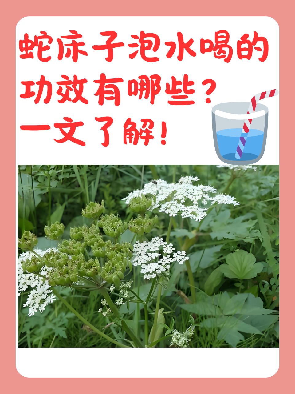 蛇床子泡水喝的功效有哪些?一文了解!
