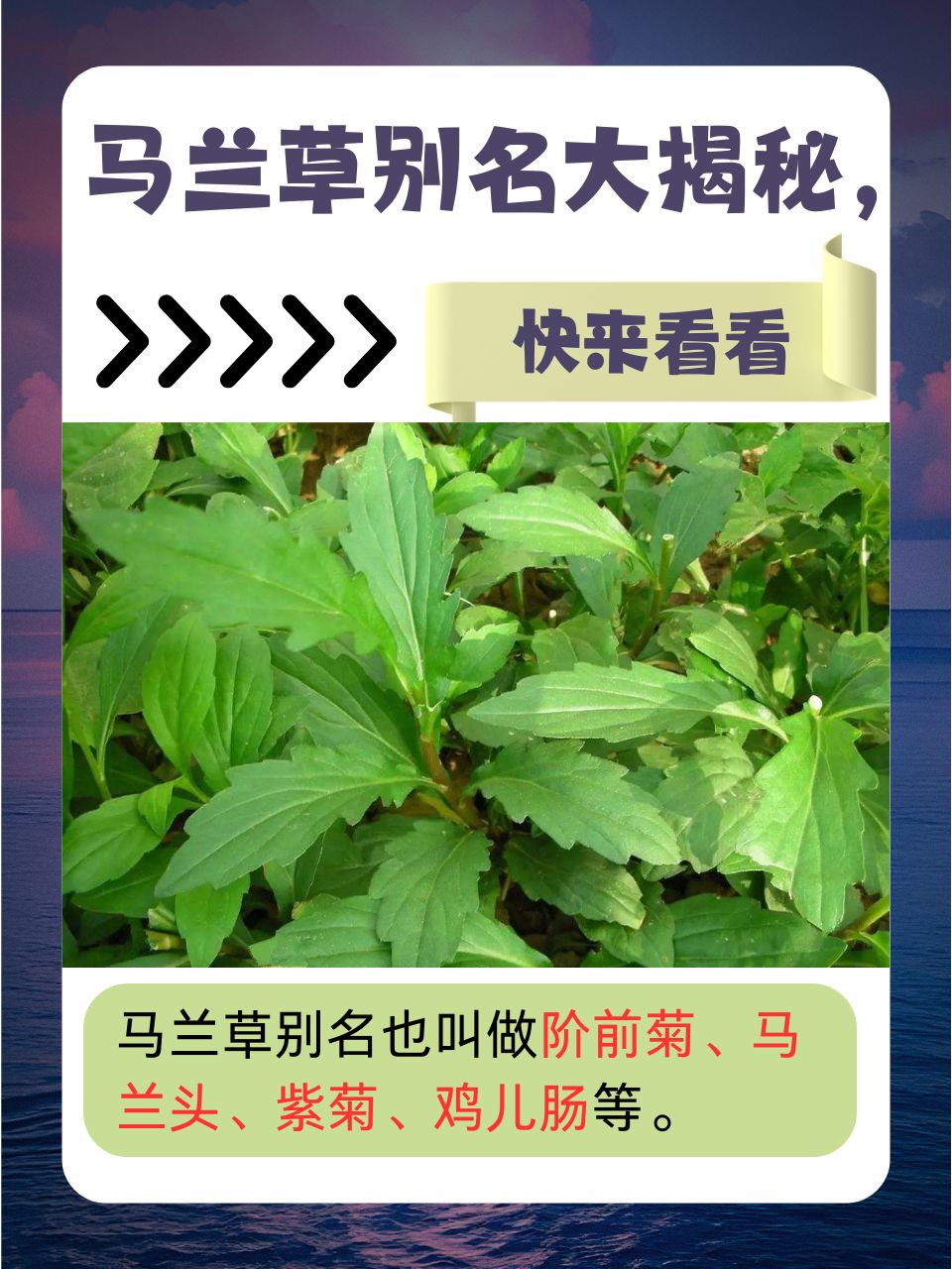 马兰草别名大揭秘,快来看看
