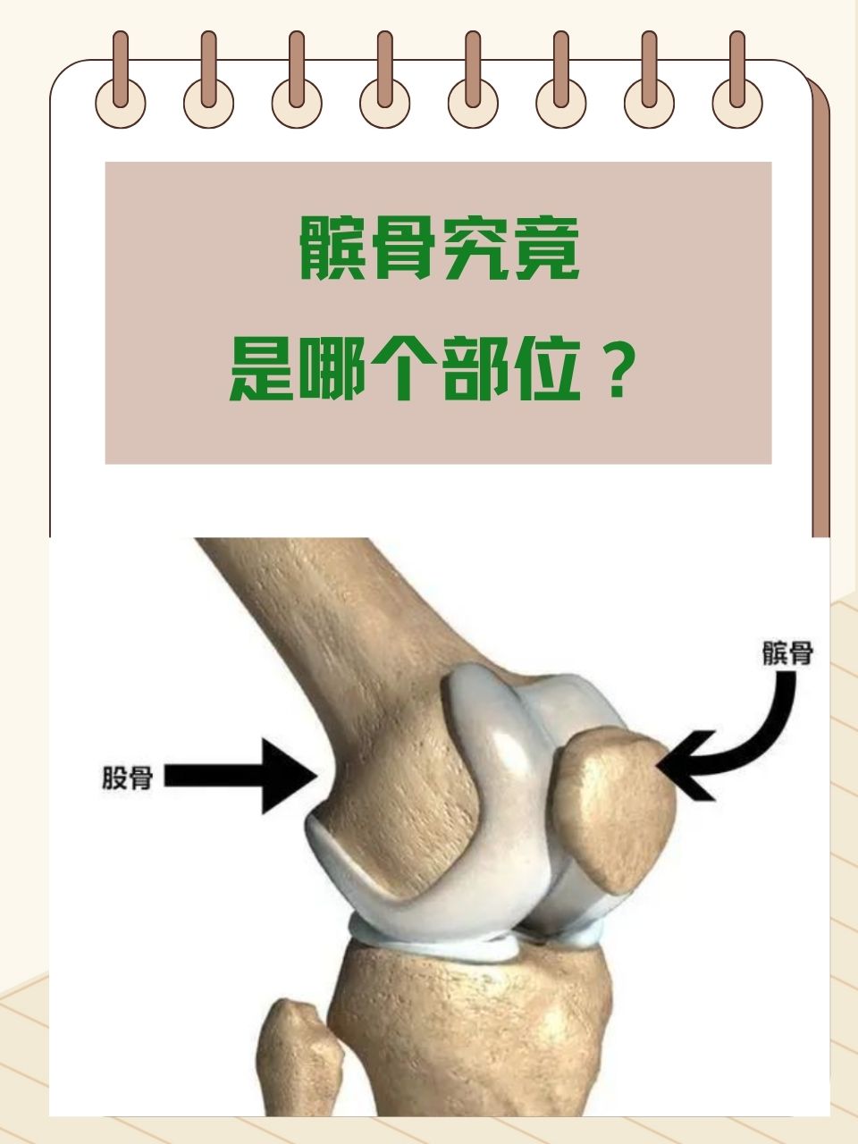 髌骨,这一常被我们亲切地称为"膝盖骨"的骨骼,是人体内一颗不可或缺