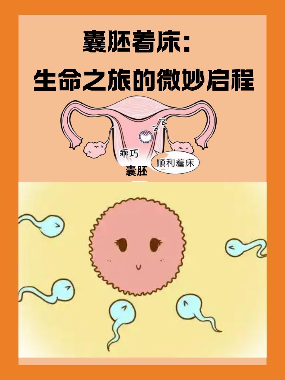 6天囊胚移植几天着床_6天囊胚几天能用试纸测出怀孕  第2张