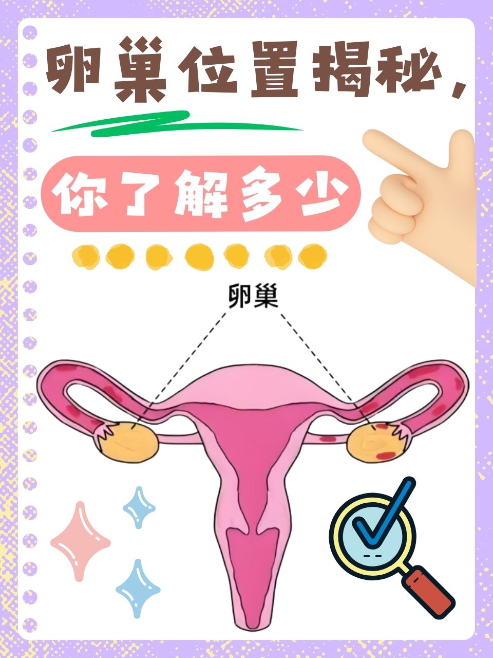 卵巢位置揭秘,你了解多少
