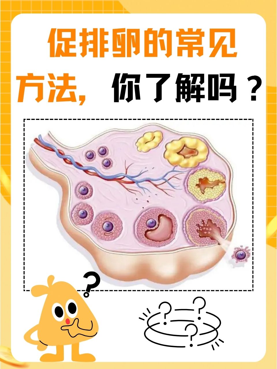 排卵后卵子去哪里的简单介绍  第2张