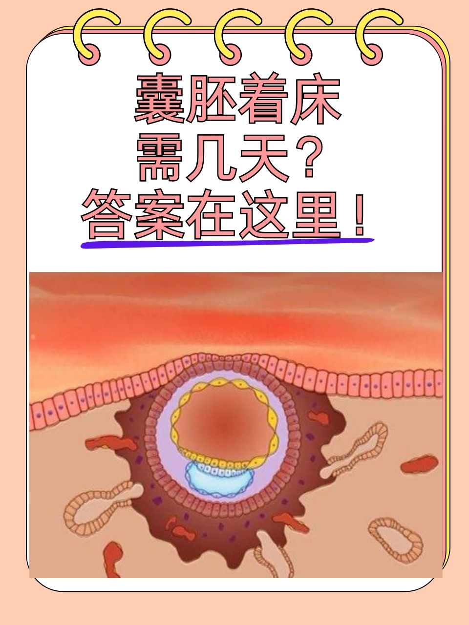 移植4bb囊胚几天着床(移植4bb囊胚几天着床正常)  第2张
