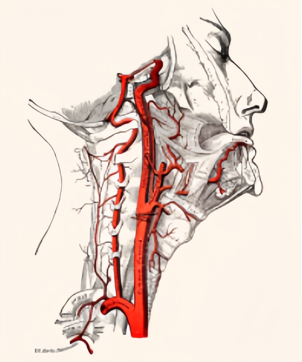 颈横动脉解剖图图片