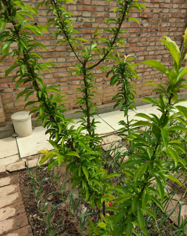 怕是假树苗.请懂行的朋友帮忙给看看是不是车厘子树,谢谢