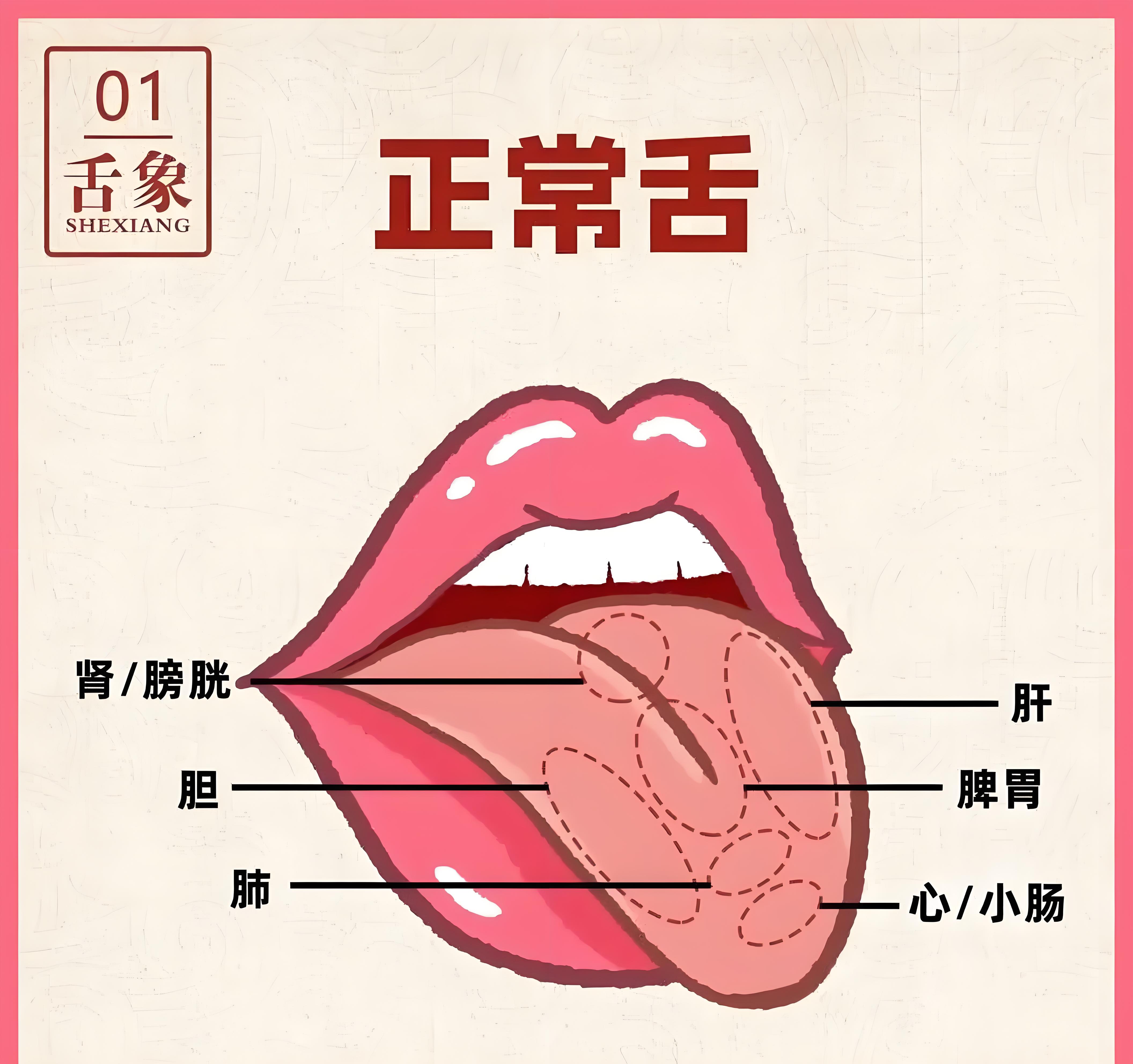 除此之外,我们中医磕凵 正常舌象图片脾虚舌象图舌头有白苔是怎么回事