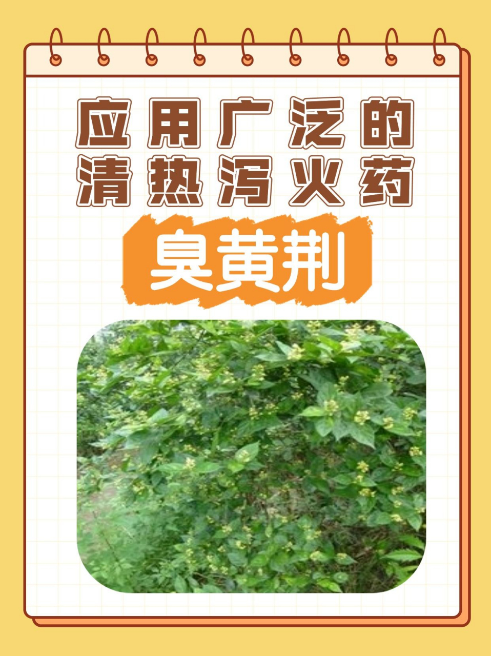 应用广泛的清热泻火药:臭黄荆 "臭黄荆,是一种传统的中草药.