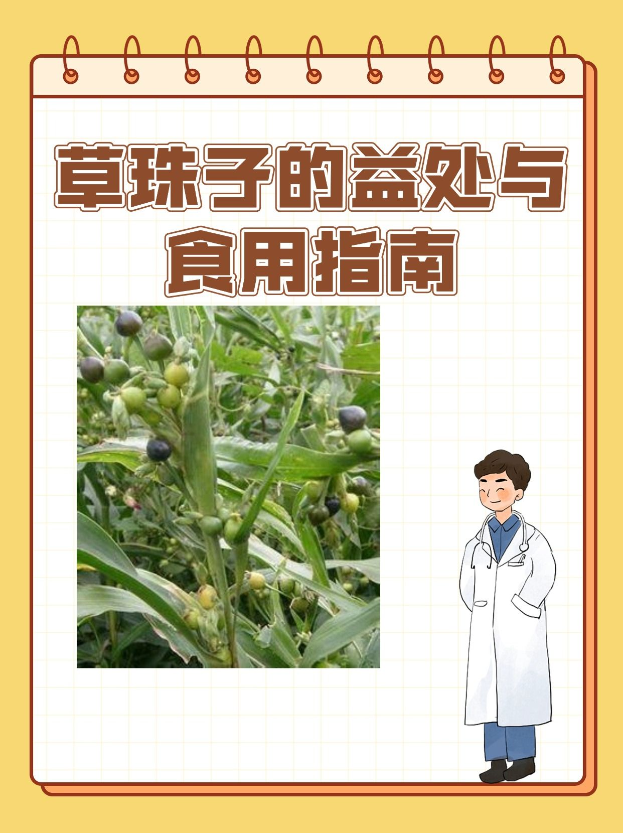 珠子草的药用价值图片