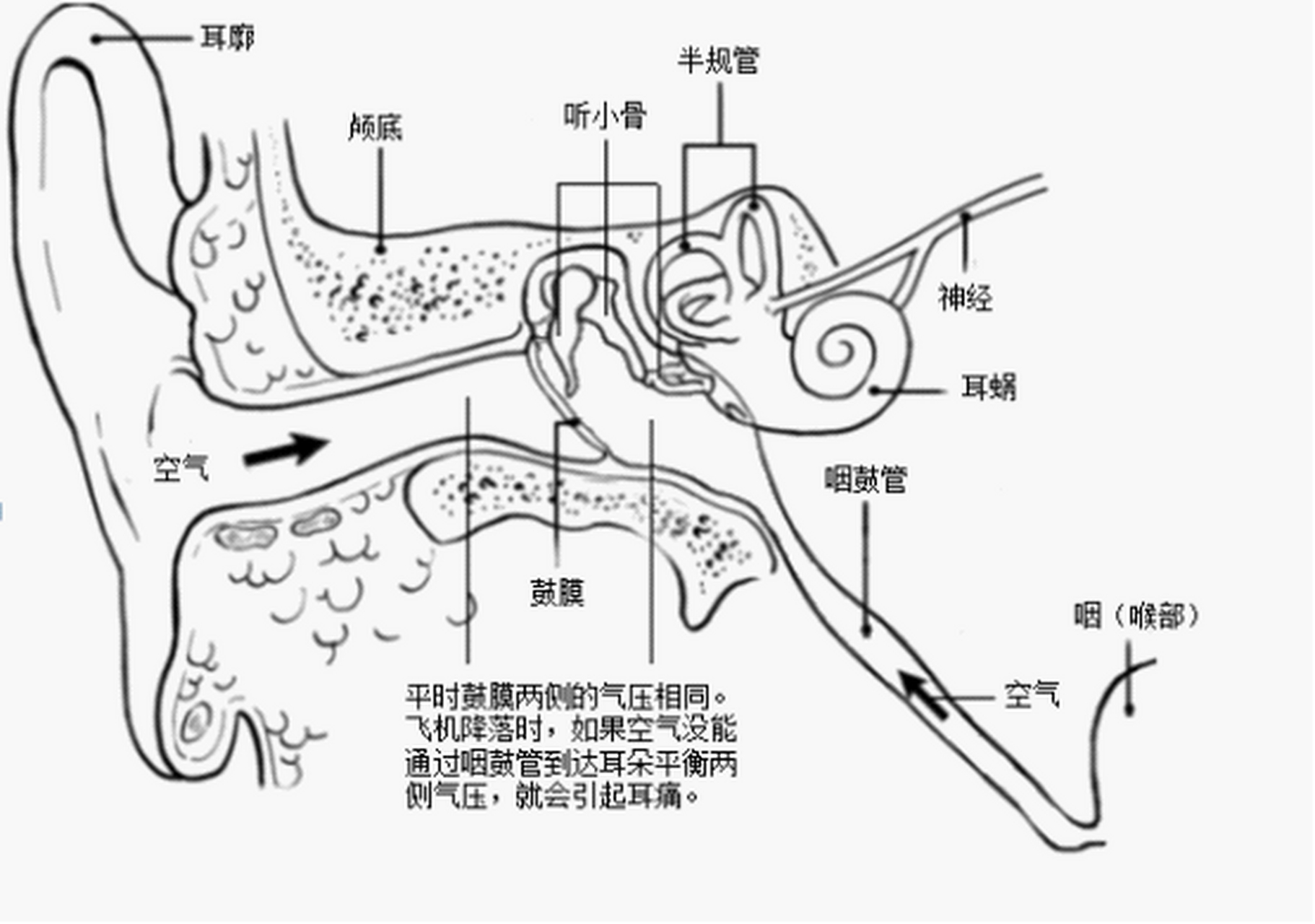 小耳朵是怎么形成的图片