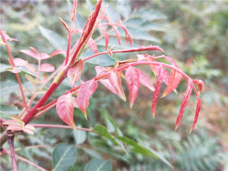 昂兰头图片,昂兰头树图片 昂兰头又名黄鹂芽 湖南省帝富莱原生态农业
