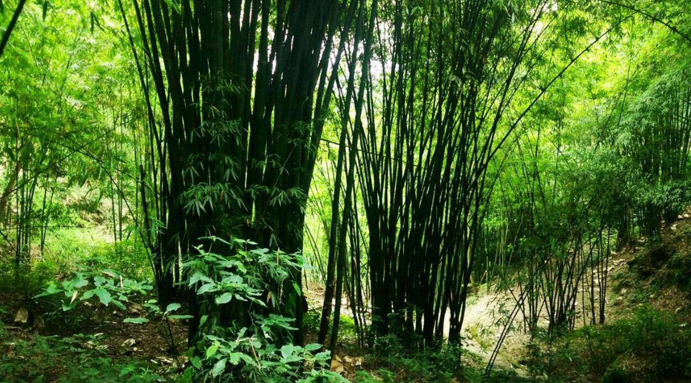 芦沟竹海位于邛崃市平乐镇,这里有一大片的竹海,一片碧绿一望无际