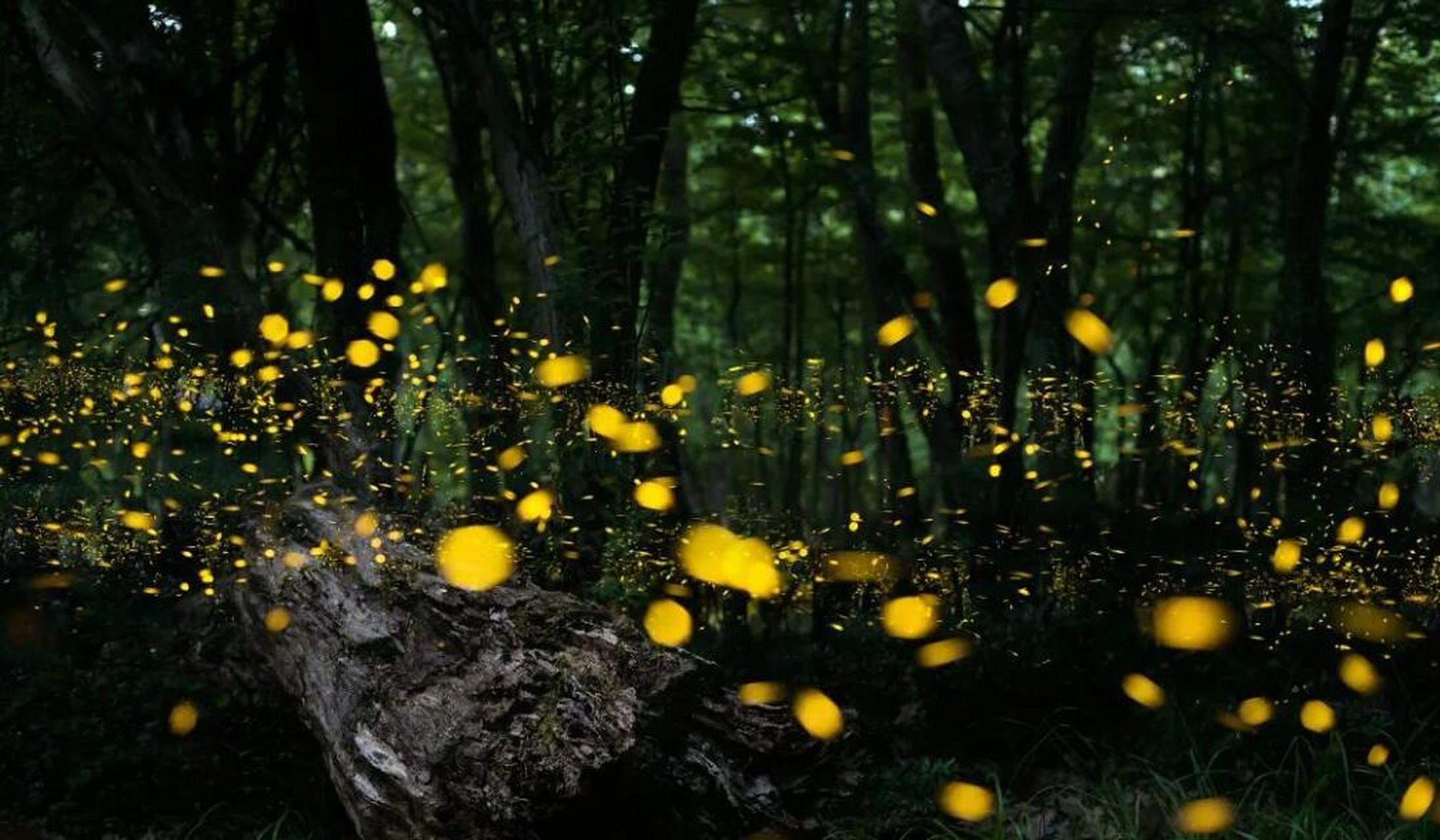 目前,真是萤火虫出现的高峰期,必须要趁早去看一次.