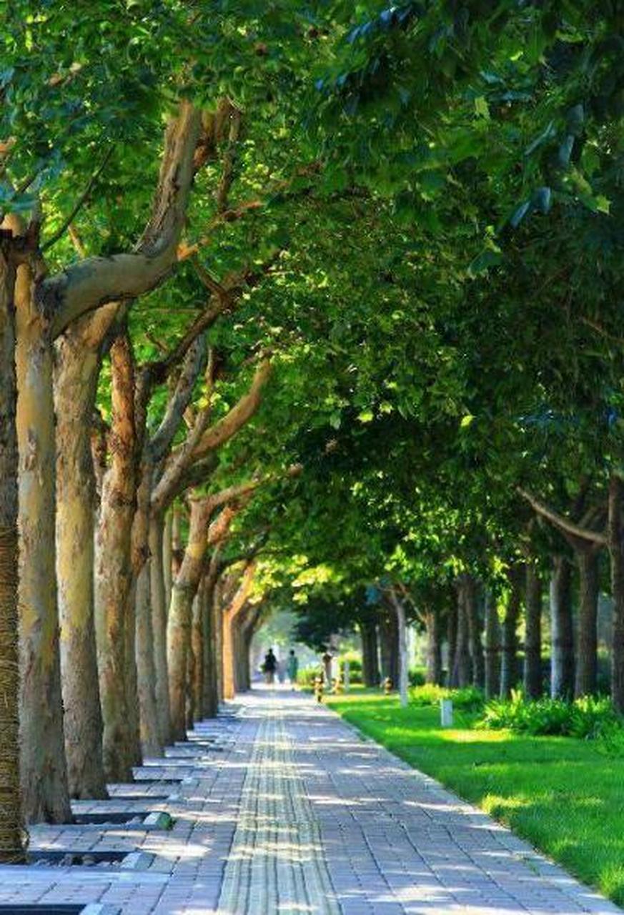 夏天,郑州黄河路两旁的法国梧桐树郁郁葱葱的,绿树成荫,走在树下,一阵