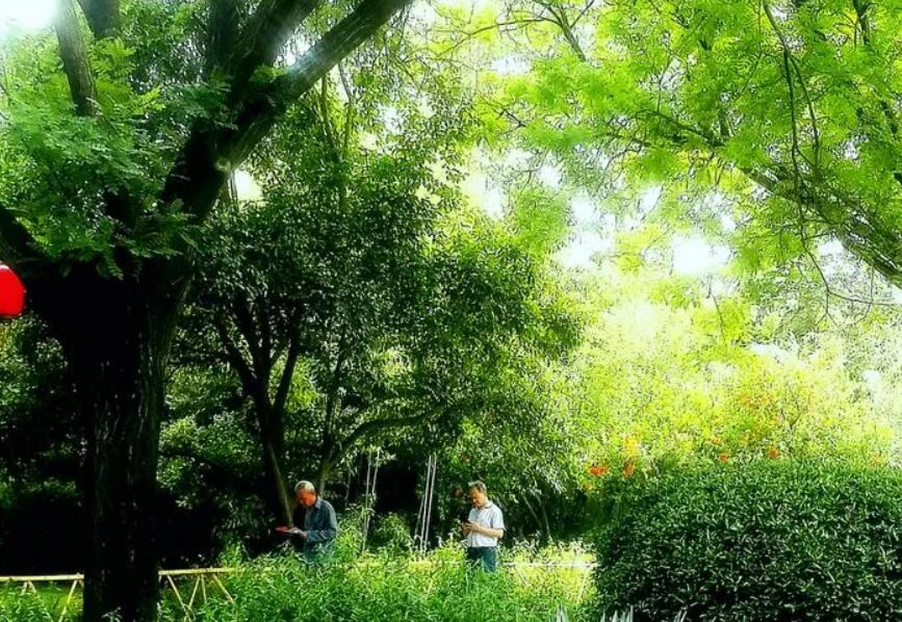 夏天的郑州绿荫公园,绿树成荫,郁郁葱葱的,凉风习习,非常凉爽,是市民