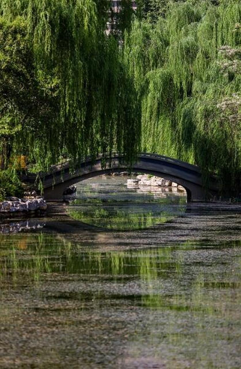 夏天的郑州绿荫公园,绿树成荫,郁郁葱葱的,凉风习习,非常凉爽,是市民