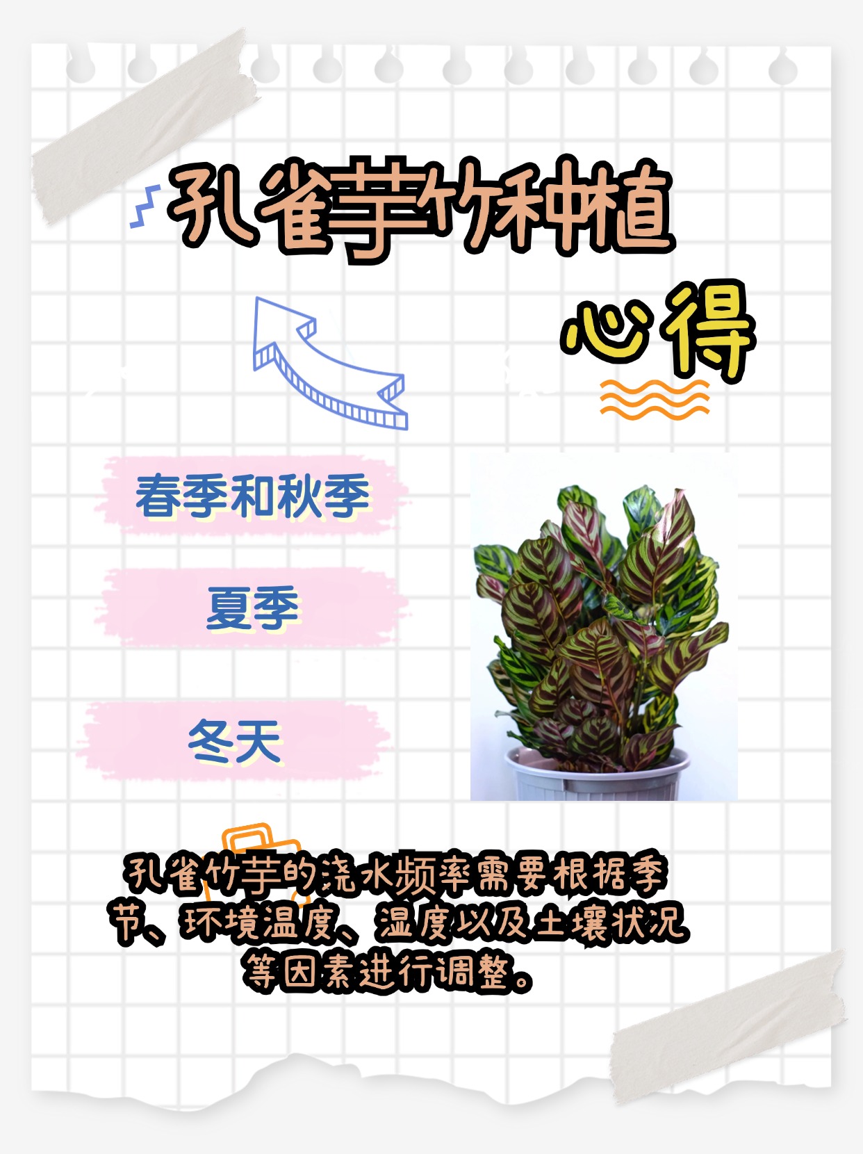 孔雀竹芋的浇水技巧:根据季节调整,不能一概而论.