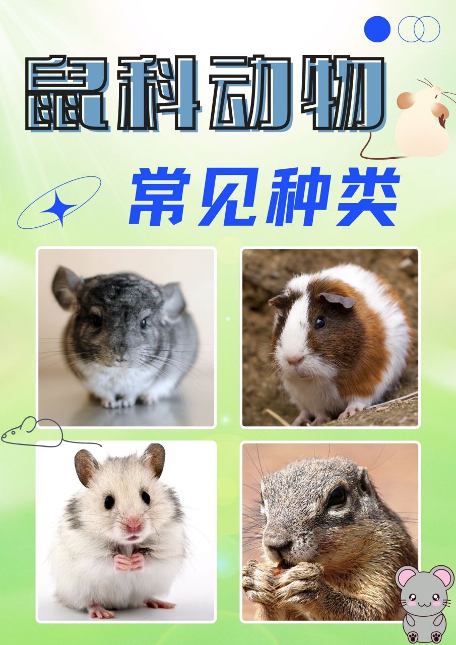 鼠科动物大揭秘,你认识几个?