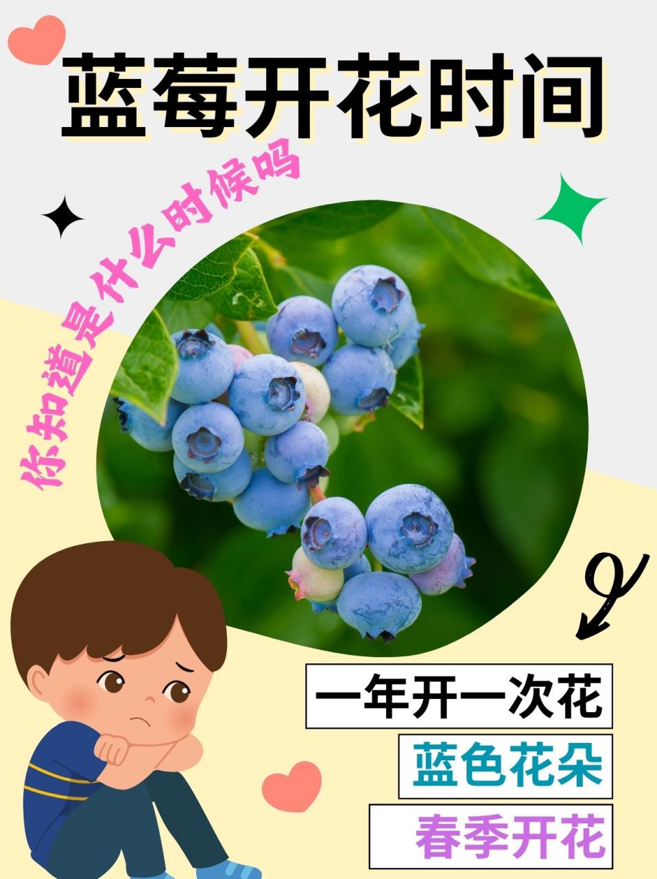 蓝莓花描写图片