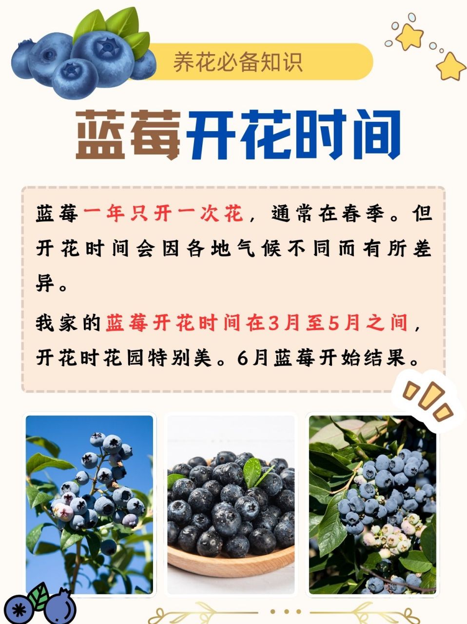 蓝莓品种花期对照表图片