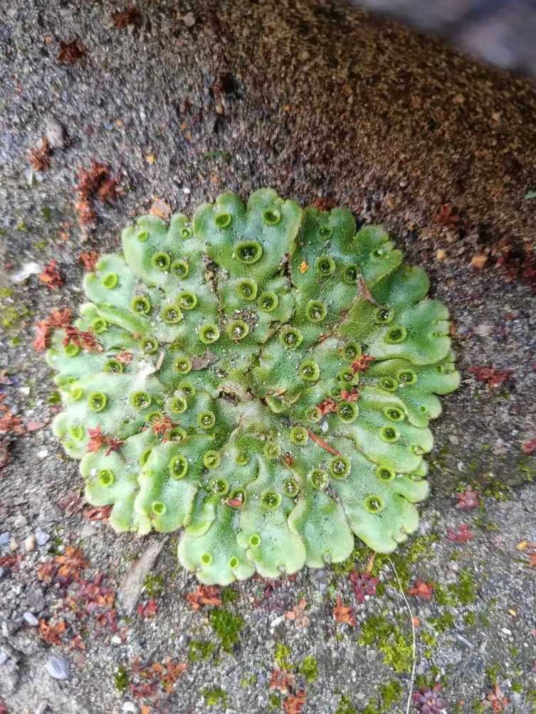 周末去爬山,无意中在树林里发现了这种植物,它的叶