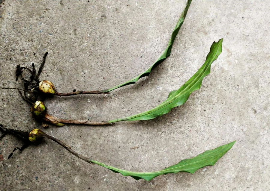 这4种"散结"食物,有助身体消散结节 山慈姑性味甘微辛,偏寒,入肝脾两