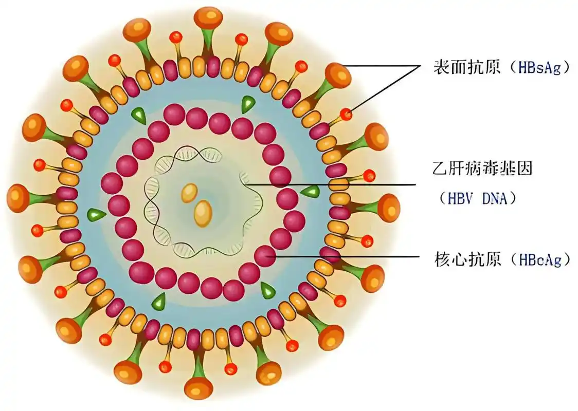 乙肝吃一辈子抗病毒药的时代已经过去,转阴不再是梦!