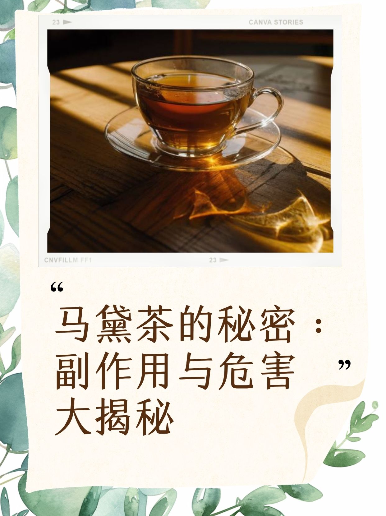 马黛茶的功效与作用图片