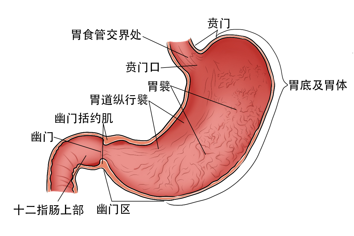 去医院做了胃镜,说是有点胃炎