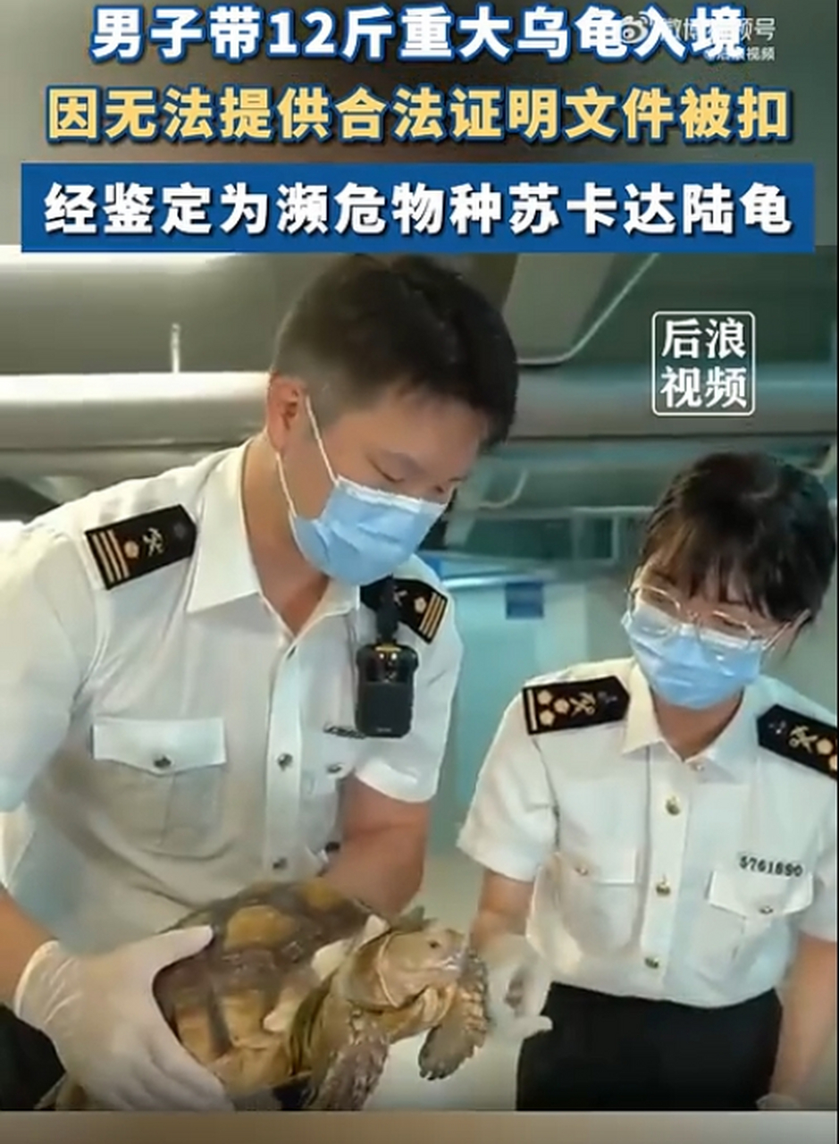 男子带12斤重大乌龟入境,经鉴定为濒危物种苏卡达陆龟.