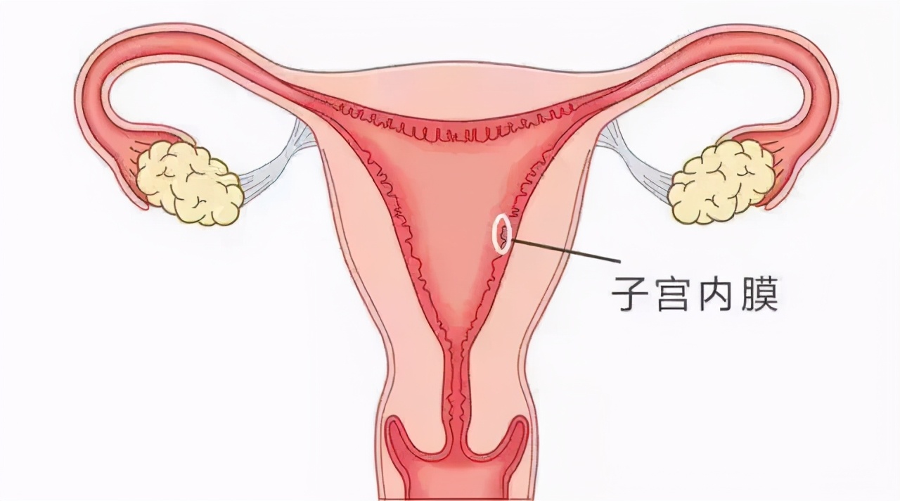 想要月经规律还是要从体质子宫内膜子宫位置子宫内膜在哪个位置图片